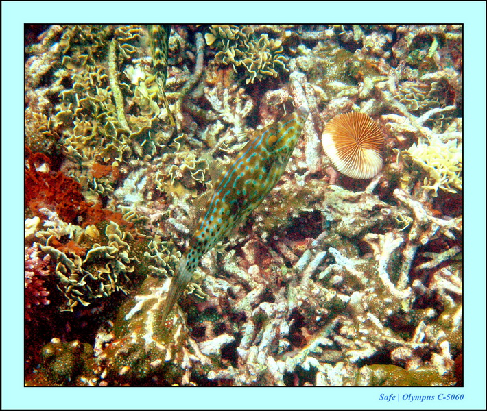 2005 - 08 - Redang  - 060.JPG